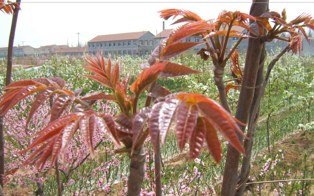 香椿树图片，春上春树，可以吃的树叶香椿树图片欣赏图片