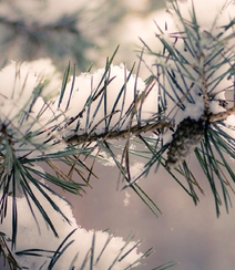 松树，雪松唯美摄影图片组图1