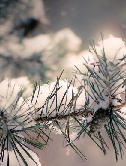 松树，雪松唯美摄影图片