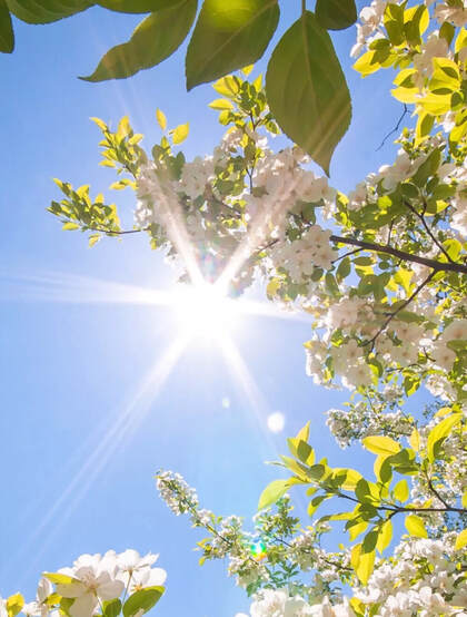 桂花，桂花树唯美摄影图片