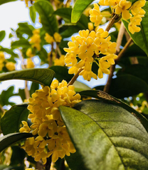 桂花，桂花树唯美摄影图片组图6