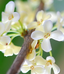 桂花，桂花树唯美摄影图片组图7