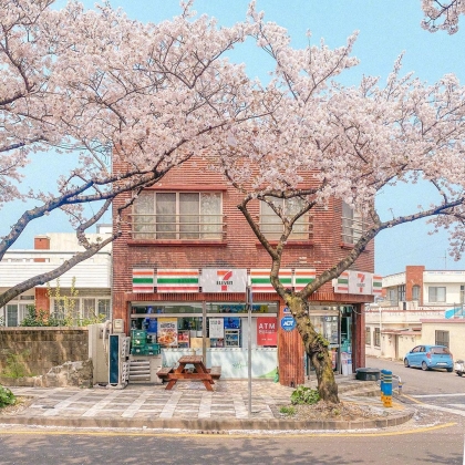 满街樱花开发的城市街道，逛街如逛花园太美了