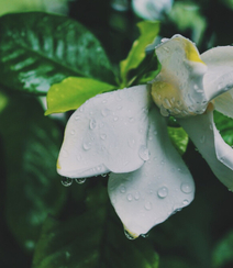 栀子花唯美摄影图片，清新淡雅的栀子花，栀子树图片欣赏组图2