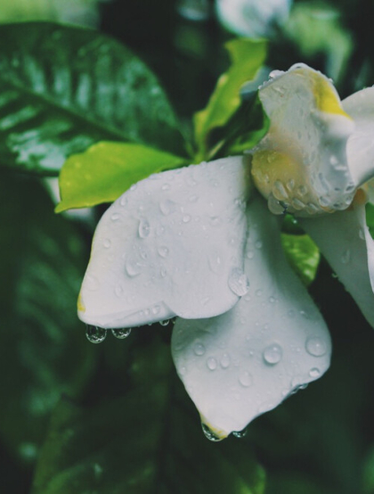 栀子花唯美摄影图片，清新淡雅的栀子花，栀子树图片欣赏