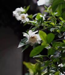 栀子花唯美摄影图片，清新淡雅的栀子花，栀子树图片欣赏组图3