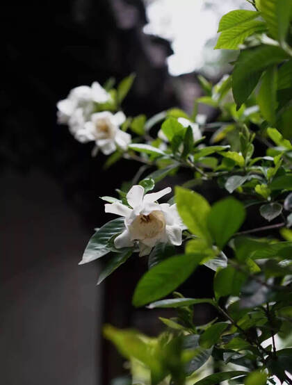 栀子花唯美摄影图片，清新淡雅的栀子花，栀子树图片欣赏