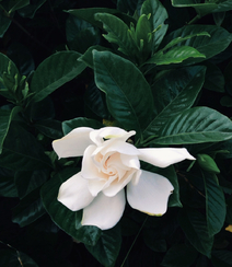 栀子花唯美摄影图片，清新淡雅的栀子花，栀子树图片欣赏组图8