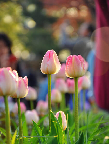 郁金香图片，拥有爱和永恒的花语，百合科郁金香超美摄影图片