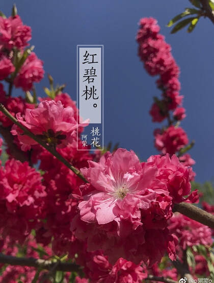 红碧桃花红，花期3-4月的粉红碧桃花唯美图片欣赏