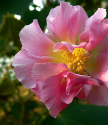 木芙蓉花图片，花期8-10月的木芙蓉唯美摄影美图组图3