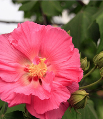 木芙蓉花图片，花期8-10月的木芙蓉唯美摄影美图组图2