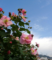 木芙蓉花图片，花期8-10月的木芙蓉唯美摄影美图组图8