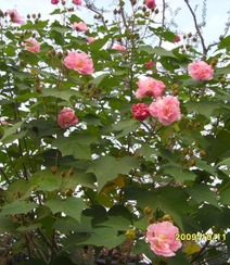 木芙蓉花图片，花期8-10月的木芙蓉唯美摄影美图组图5