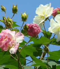 木芙蓉花图片，花期8-10月的木芙蓉唯美摄影美图组图10