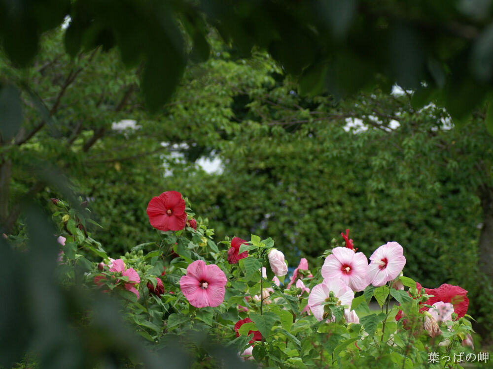 木芙蓉花图片，花期8-10月的木芙蓉唯美摄影美图图片