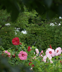 木芙蓉花图片，花期8-10月的木芙蓉唯美摄影美图组图11