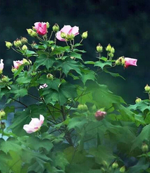 芙蓉花图片，唯美带字芙蓉花摄影意境图片组图4