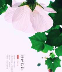 芙蓉花图片，唯美带字芙蓉花摄影意境图片组图2