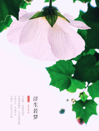 芙蓉花图片，唯美带字芙蓉花摄影意境图片