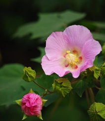 芙蓉花图片，唯美带字芙蓉花摄影意境图片组图3