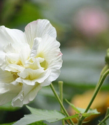 芙蓉花图片，唯美带字芙蓉花摄影意境图片组图7