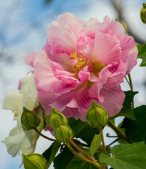 芙蓉花图片，唯美带字芙蓉花摄影意境图片组图11