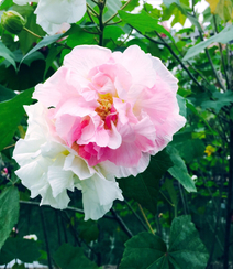 芙蓉花图片，唯美带字芙蓉花摄影意境图片组图9