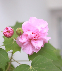 芙蓉花图片，唯美带字芙蓉花摄影意境图片组图10