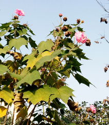 芙蓉花图片，唯美带字芙蓉花摄影意境图片组图13