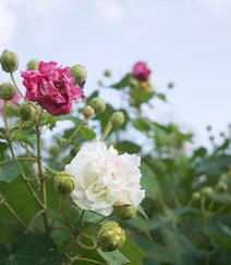 芙蓉花图片，唯美带字芙蓉花摄影意境图片组图12