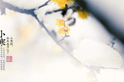 漫天白霜的唯美景色摄影二十四节气“小寒”高清4K壁纸