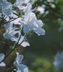 杜鹃花之白色杜鹃花图片，白杜鹃（映山白）唯美摄影图片欣赏