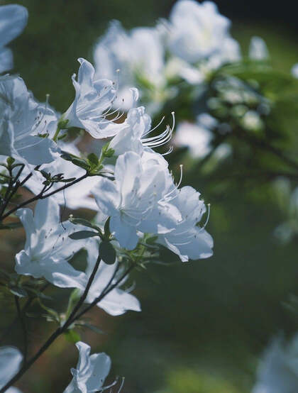 杜鹃花之白色杜鹃花图片，白杜鹃（映山白）唯美摄影图片欣赏