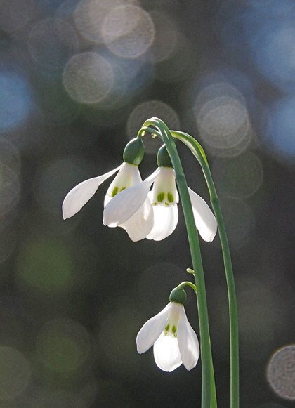 雪片莲图片，花期3-4月石蒜科植物雪片莲清新养眼图片图片