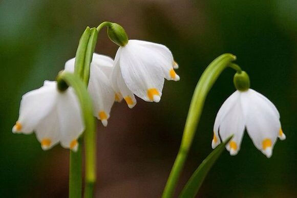 雪片莲图片，花期3-4月石蒜科植物雪片莲清新养眼图片图片