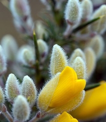 金雀花图片，颜色金黄，形似飞雀的家常小菜金雀花图片组图1