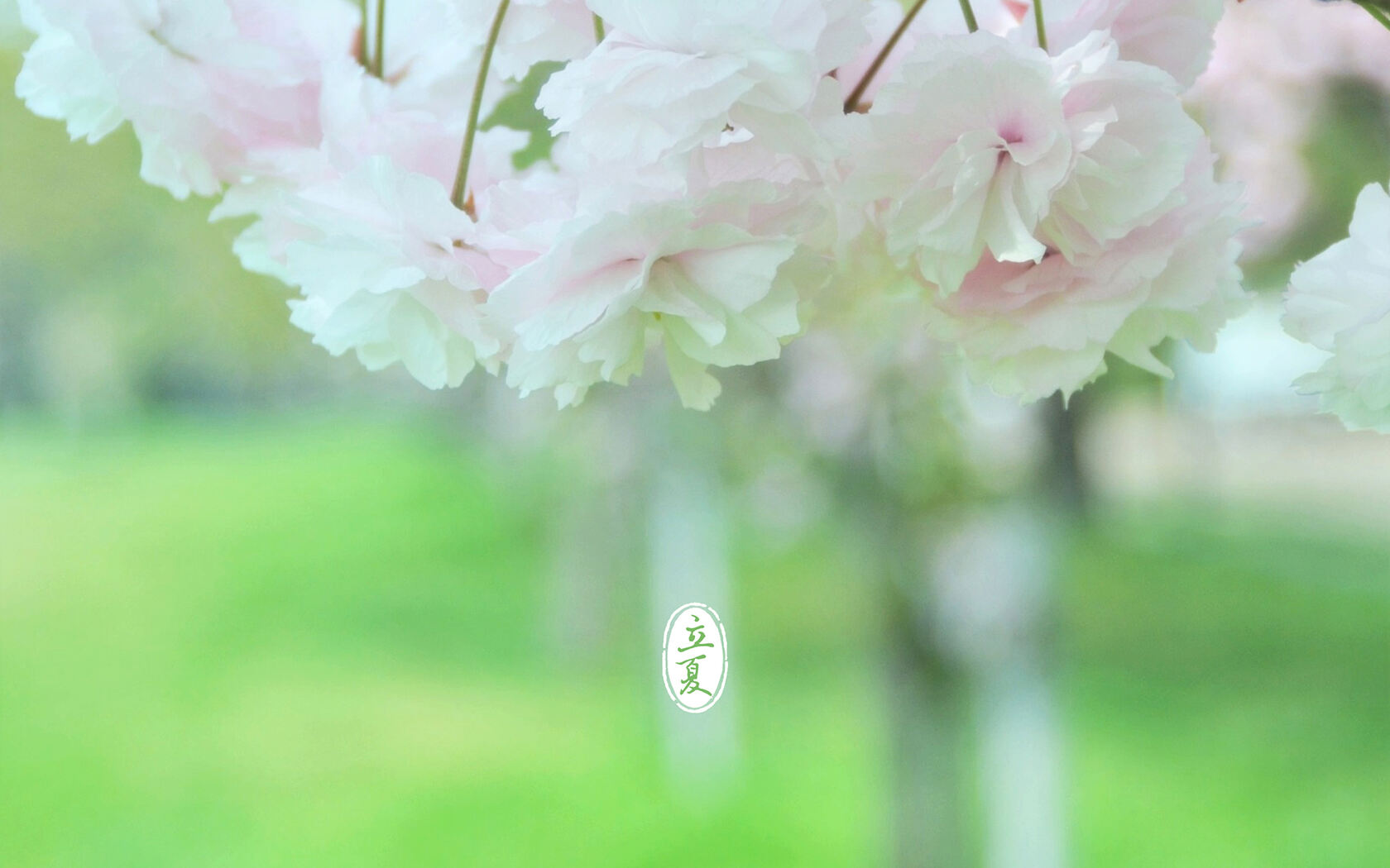 唯美森林花卉植物摄影二十四节气“立夏”桌面背景套图2