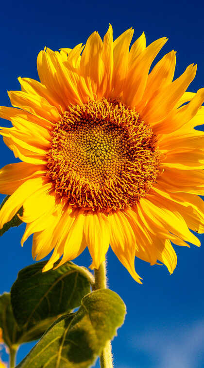 太阳花向日葵植物手机壁纸4.21推荐