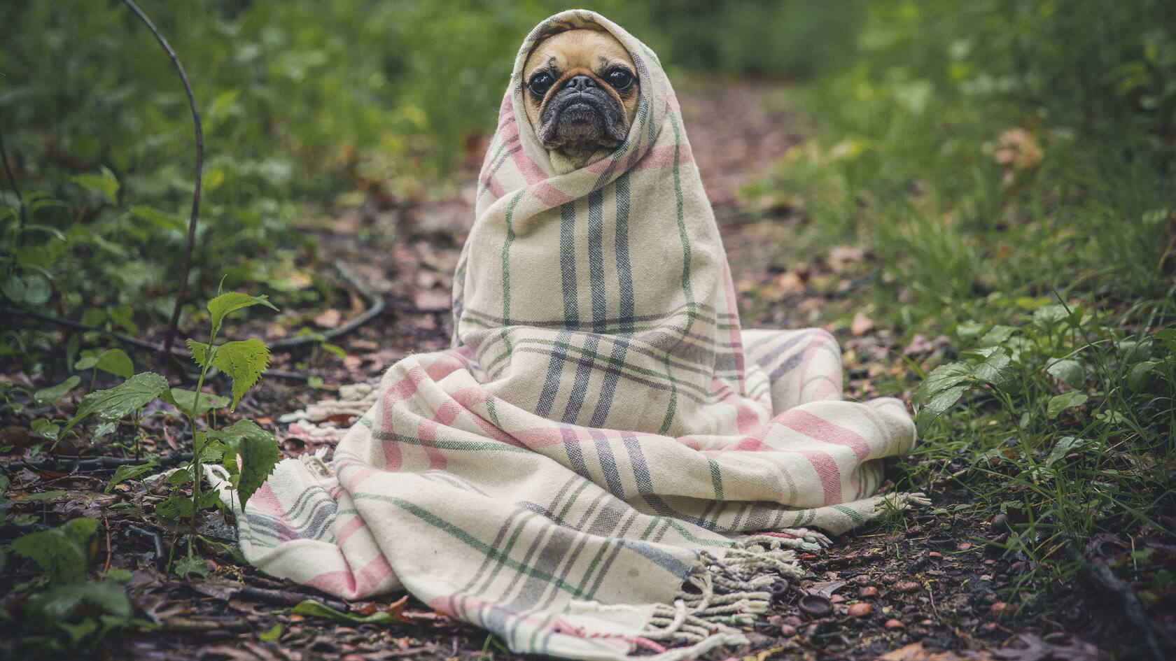 草地里的宠物狗狗“八哥犬”电脑桌面背景套图3