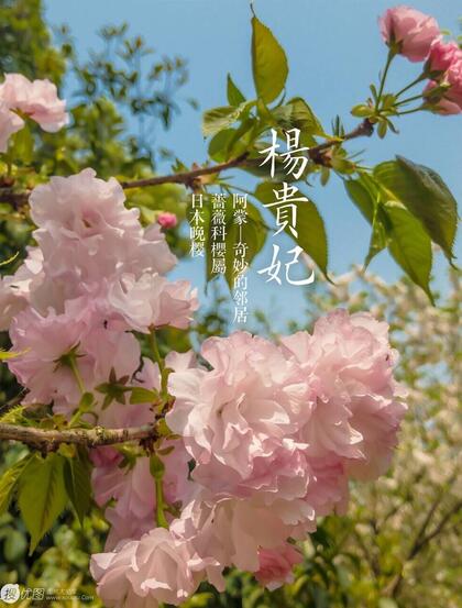 日本晚樱樱花图片，九种不太常见的晚樱樱花美图欣赏
