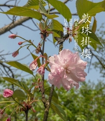 日本晚樱樱花图片，九种不太常见的晚樱樱花美图欣赏组图6