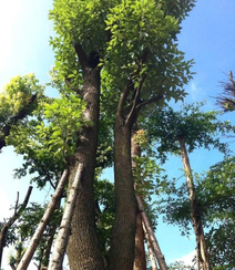 香樟树，樟树，香樟树花图片，永远守护你的香樟树唯美图片组图2