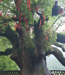 香樟树，樟树，香樟树花图片，永远守护你的香樟树唯美图片组图11