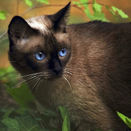 暹罗猫可爱图片，好奇心特强的短毛宠物猫暹罗猫好看图片