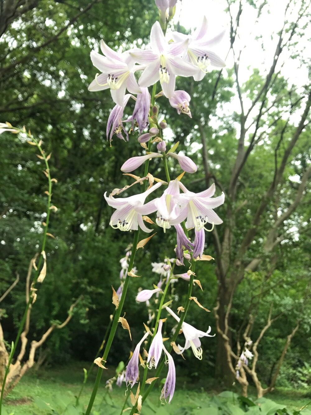 玉簪，玉簪花图片，素雅又端庄的玉簪花唯美图片欣赏图片