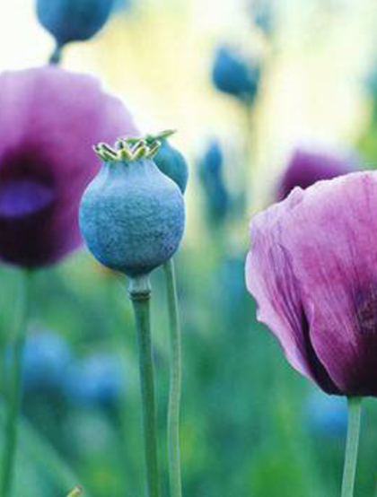罂粟花图片，拥有死亡之恋花语的罂粟花唯美图片