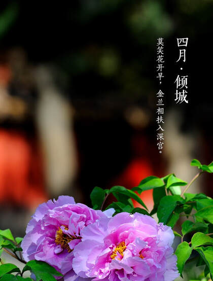牡丹花图片，花期4-5月开放的雍容华贵国花牡丹花唯美图片