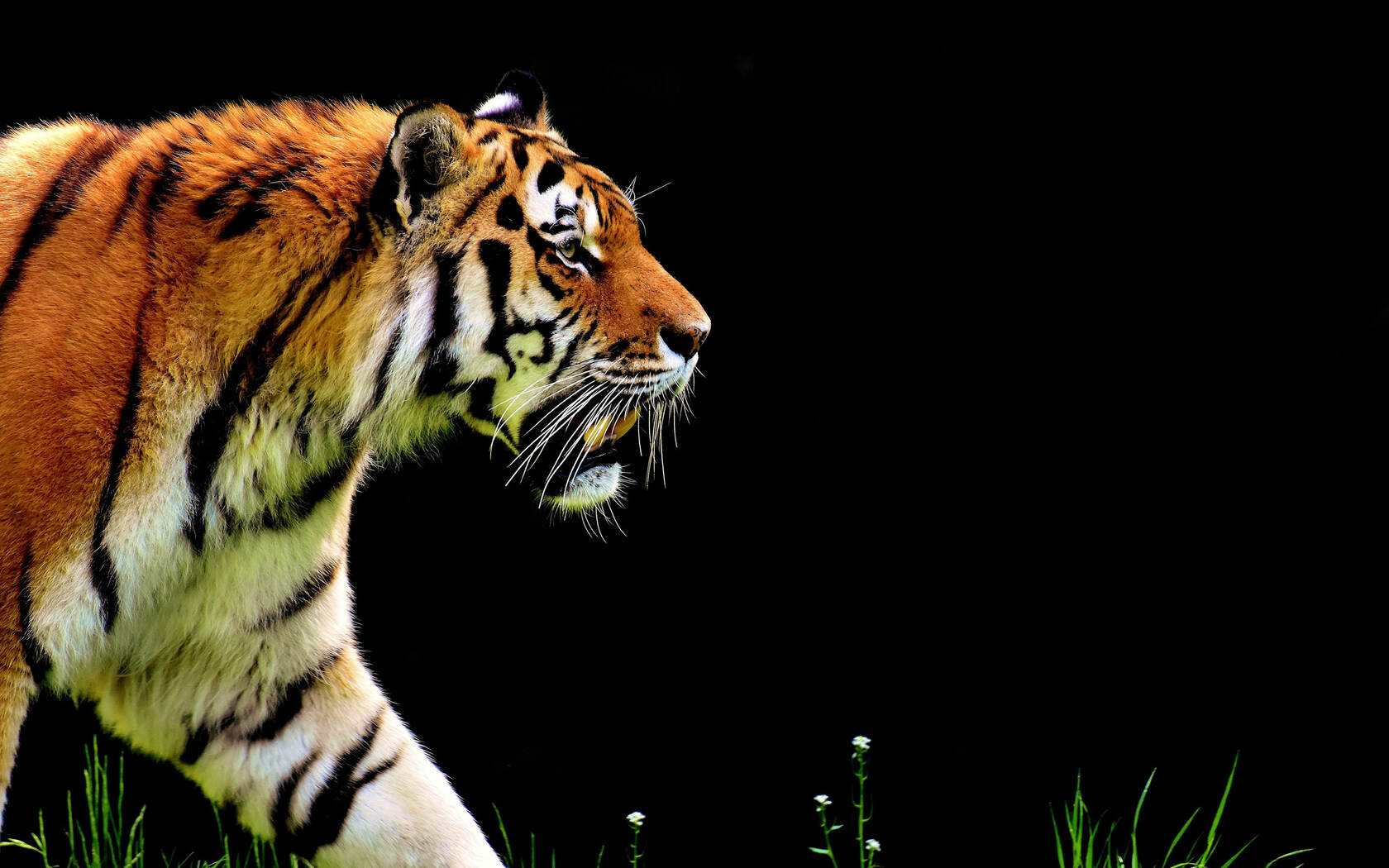 仰天长啸的霸气森林之王西伯利亚虎动物壁纸图片第5张图片
