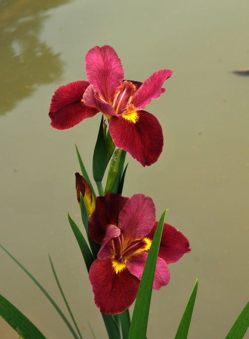 鸢尾花图片，象征爱情和友谊，想念你花语的鸢尾花唯美图片图片